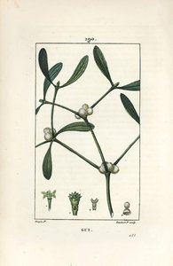 Laubmistel - Mistel, Viscum album von Pierre Jean Francois Turpin