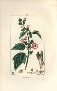 Eibisch, Wilder Eibisch oder Weißer Eibisch - Eibisch, Althaea officinalis