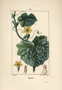 Melonenblüten von Pierre Jean Francois Turpin
