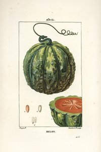 Melone, Frucht von Pierre Jean Francois Turpin