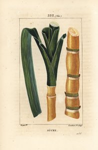 Edles Zuckerrohr, Saccharum officinarum, Stängel und Blatt von Pierre Jean Francois Turpin
