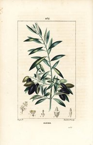 Olivenbaum, Olea europaea, mit Blatt, Zweig, Frucht und Samen. Handkolorierter Kupferstich von Lambert Junior nach einer Zeichnung von Pierre Jean-Francois Turpin aus Chaumeton, Poiret und Chamberet
