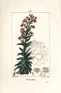 Große Fetthenne - Gemeine Hauswurz, Sedum majus von Pierre Jean Francois Turpin