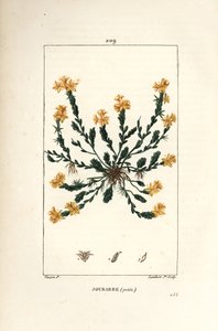 Scharfer Mauerpfeffer - Gold-Fetthenne, Sedum acre von Pierre Jean Francois Turpin