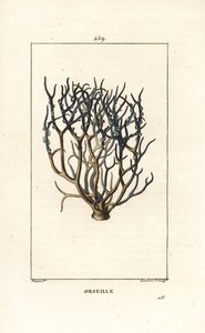 Orseille oder Französisches Purpur (Flechte)