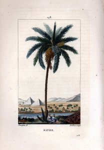 Dattelpalme, Phoenix dactylifera, zeigt Früchte und Blätter vor einer Landschaft mit Pyramiden und Fluss