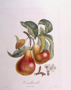 Birne "Cardinal" von Pierre Jean Francois Turpin