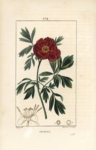 Pfingstrose - Europäische Pfingstrose, Paeonia officinalis, mit Blume, Blatt und Umriss der Blütenteile. Handkolorierter Kupferstich von Lambert Junior nach einer Zeichnung von Pierre Jean-Francois Turpin aus Chaumeton, Poiret und Chamberet