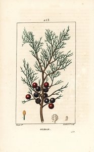 Phönizischer Wacholder, Juniperus phoenicea, mit Zweig, Blatt und Beere. Handkolorierter Kupferstich von Lambert Junior nach einer Zeichnung von Pierre Jean-Francois Turpin aus Chaumeton, Poiret und Chamberets „La Flore Medicale“, Paris, Panckoucke