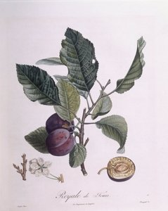 Pflaume "Royale de Tours", botanische Tafel von Pierre Jean Francois Turpin von Pierre Jean Francois Turpin