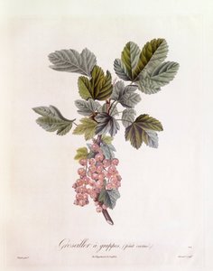 Rote Johannisbeere (Ribes rubrum), Henry Louis Duhamel du Monceau, botanische Tafel von Pierre Jean Francois Turpin von Pierre Jean Francois Turpin