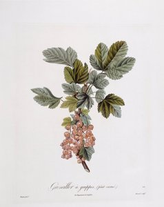 Rote Johannisbeere, botanische Tafel von Pierre Jean Francois Turpin von Pierre Jean Francois Turpin