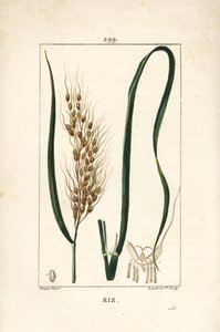 Reis - Reis, Oryza sativa, mit Blatt, Samen und Stiel von Pierre Jean Francois Turpin
