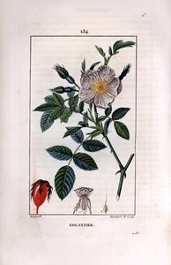 Hagebuttenzweig mit Beere und Rose von Pierre Jean Francois Turpin