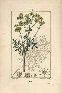 Gartenraute oder stinkende Raute - Gartenraute oder Gnadenkraut, Ruta graveolens, zeigt Blume, Blatt, Stiel, Samen und Umriss. Handkolorierte Punktkupferstichgravur von Lambert Junior nach einer Zeichnung von Pierre Jean-Francois Turpin von Pierre Jean Francois Turpin