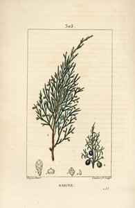 Sabiner Wacholder, Juniperus sabina, mit Beere, Blatt, Stiel und Samen