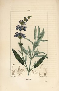 Salbei officinale - Echter Salbei, Salvia officinalis, mit Blüte, Blatt, Stängel und Samen