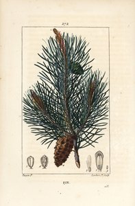 Waldkiefer, Pinus sylvestris, mit Zweig, Nadel und Zapfen. Handkolorierte Punktkupferstichgravur von Lambert Junior nach einer Zeichnung von Pierre Jean-Francois Turpin von Pierre Jean Francois Turpin