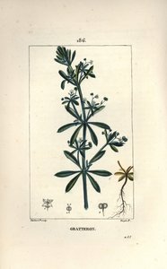 Kletten-Labkraut von Pierre Jean Francois Turpin