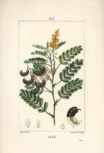 Sene - Alexandrinische Senna, mit Blume, Blatt, Stängel und Samen von Pierre Jean Francois Turpin