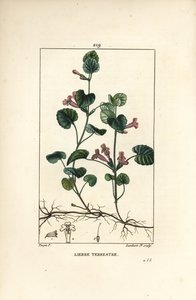 Efeu - Bodeneibe, Hedera terrestris von Pierre Jean Francois Turpin