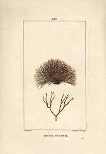 Verschiedene Fucus-Arten, Fucus helminthocorton. Handkolorierter Kupferstich von Lambert Junior nach einer Zeichnung von Pierre Jean-Francois Turpin aus Chaumeton, Poiret und Chamberets „La Flore Medicale“, Paris, Panckoucke von Pierre Jean Francois Turpin
