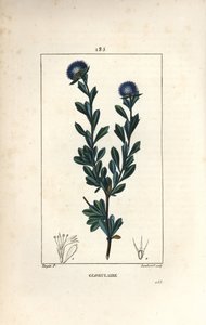 Verschiedene Kugelblumen - Dreizahn-Kugelblume, Globularia fruticosa von Pierre Jean Francois Turpin