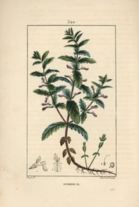 Wassergamander - Teucrium scordium, zeigt Blume, Blatt, Stängel und Wurzeln. Handkolorierter Kupferstich von Lambert Junior nach einer Zeichnung von Pierre Jean-Francois Turpin aus Chaumeton, Poiret und Chamberet