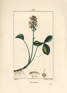 Fieberklee, Menyanthes trifoliata. Handkolorierter Kupferstich von Lambert Junior nach einer Zeichnung von Pierre Jean-Francois Turpin aus Chaumeton, Poiret und Chamberet