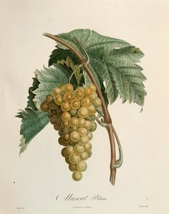 Weiße Muskattrauben von Pierre Jean Francois Turpin (1775-1840) von Pierre Jean Francois Turpin