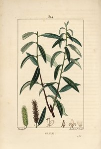 Weiße oder Silberweide, Weißer Weidenbaum, Salix alba, mit Blatt, Blüte, männlichen und weiblichen Kätzchen, Frucht und Samen