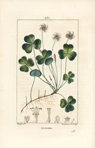 Waldsauerklee, Oxalis acetosella, mit Blume, Blatt, Stängel, Samen und Wurzel von Pierre Jean Francois Turpin