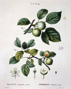 Wilder Apfelbaum - in "Nouveau Duhamel du Monceau ou traité des arbres et arbustes que le culture en France", Figuren nach Zeichnungen von P.J. Redouté und P. Bessa, Paris von Pierre Joseph (after) Redoute
