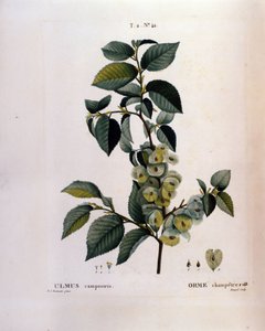 Botanik: Ulmenzweig. Tafel aus „Nouveau Duhamel du Monceau ou Traité des Arbres et Arbustes cultivés en France“. Aquarell von Pierre Joseph Redouté (1759-1840) 1819