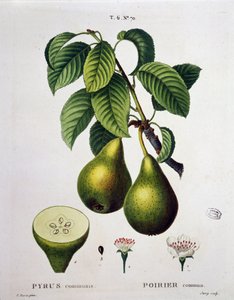 Poirier - in Nouveau Duhamel du Monceau ou traité des arbres et arbustes que le culture en France, Figuren nach den Zeichnungen von P.J. Redoute und P. Bessa, Paris von Pierre Joseph (after) Redoute