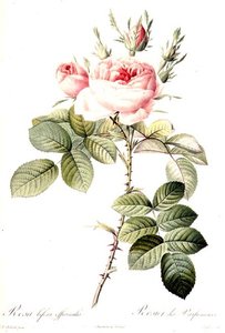 Rosa Bifera Officinalis (kolorierte Gravur) von Pierre Joseph (after) Redoute
