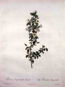 Rosa pimpinelli folia pumila (Zwerg-Schottische Rose), gestochen von Chapuy, aus 