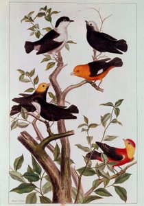 Vögel auf Zweigen. Lithografie von Pierre Joseph (18. Jahrhundert) Paris, B.N. von Pierre Joseph Buchoz