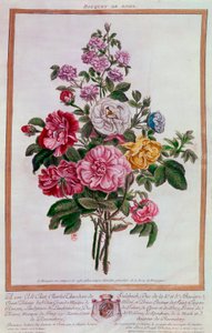 Rosenstrauß Lithographie von Pierre Joseph Buchoz (1731-1807) 18. Jahrhundert Paris, B.N. von Pierre Joseph Buchoz
