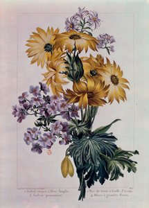 Blumenstrauß aus Sonnenblumen und anderen Blumen. Stauden-Sonnenblume mit Einzelblüte, Kranichschnabel mit Akonitblatt und Aster mit großen Blüten. Lithographie von Pierre Joseph (1731-1807) 18. Jahrhundert Paris, B.N.
