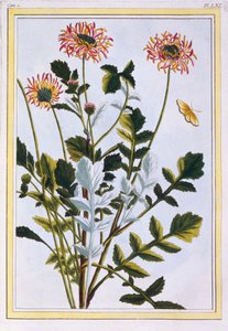 Äthiopische Arcotis (Afrikanische Lilie)