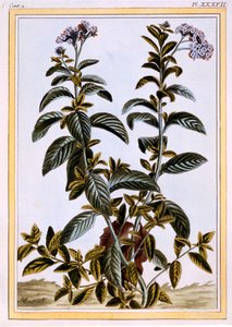 Heliotrop oder Kirschkuchen von Pierre Joseph Buchoz