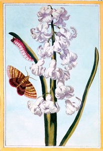 Hyazinthe, ca. 1766
