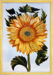 Sonnenblume von Pierre Joseph Buchoz