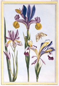 Bunte Iris