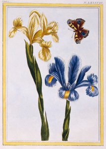 Gelbe und violette Schwertlilien