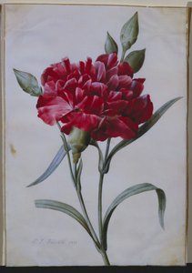Eine dunkelrote Nelke, 1822