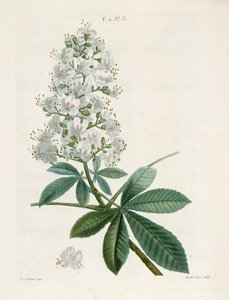 Aesculus Hippocastorum, Rosskastanie, ca. 1800-1830