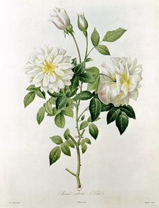 Aime Vibere (Tee) graviert von Eustache Hyacinthe Langlois (1777-1837)