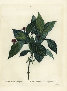 Alpen-Geißblatt, Lonicera alpigena von Pierre Joseph Redouté